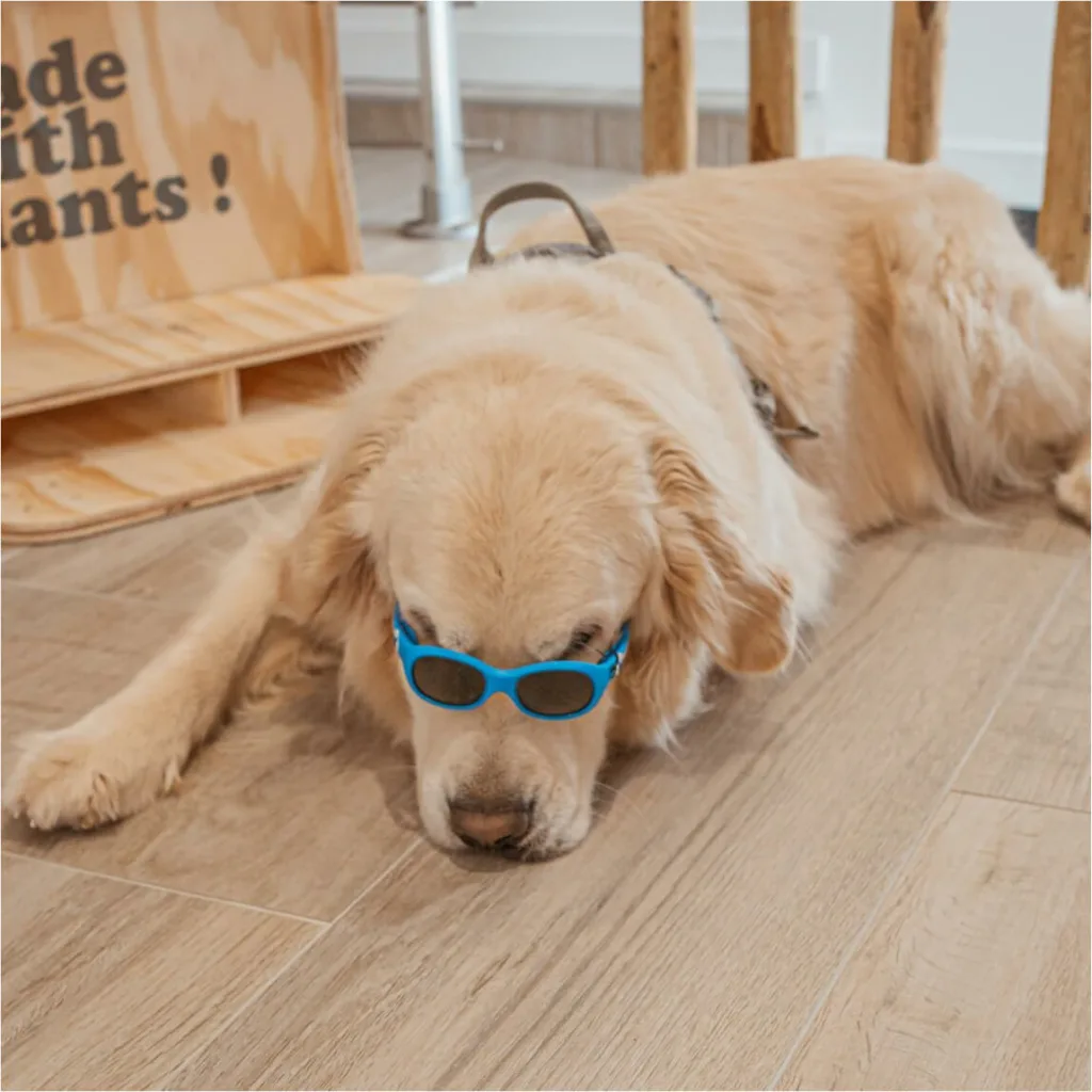 mascotte-opticien